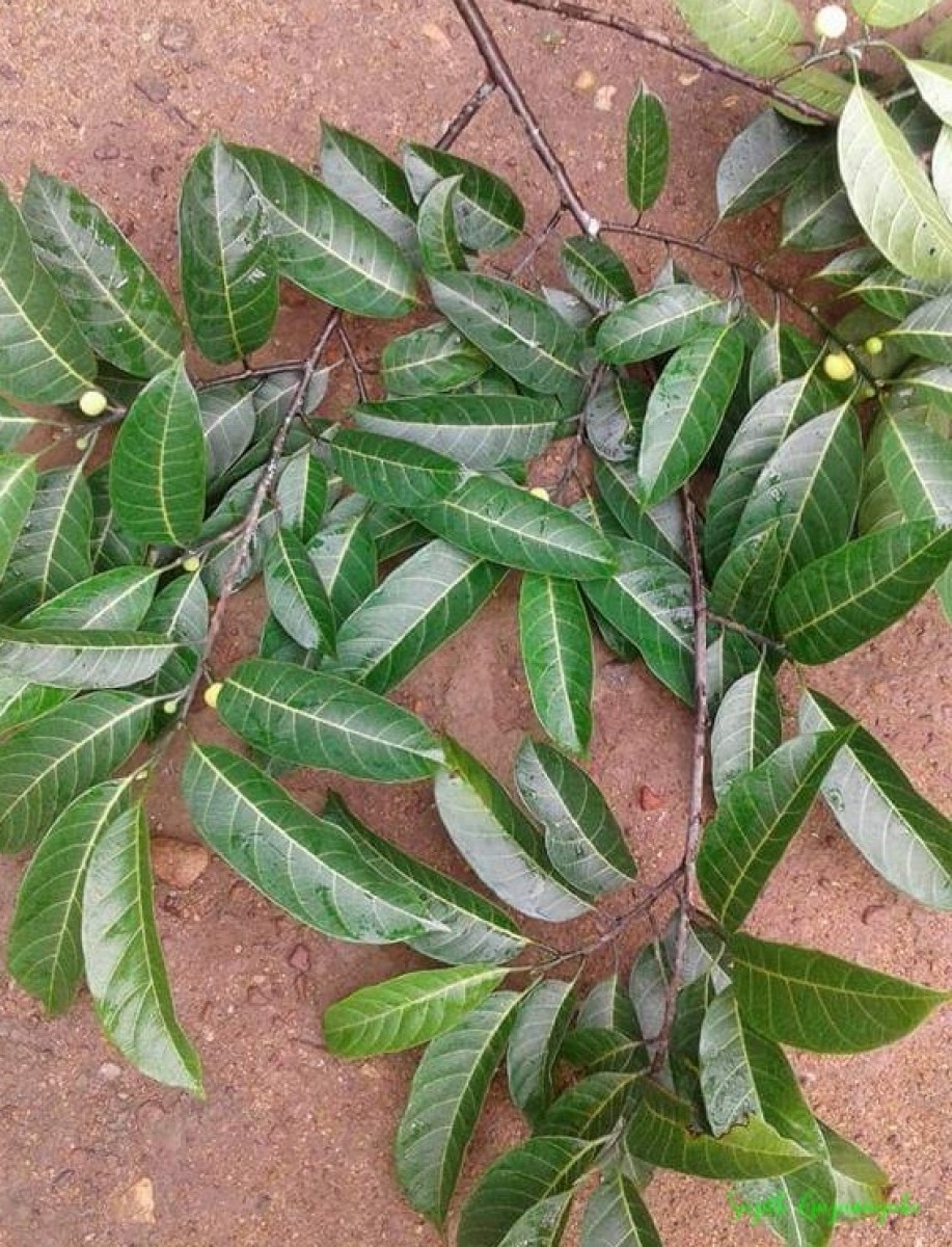 Artocarpus gomezianus Wall. ex Trécul